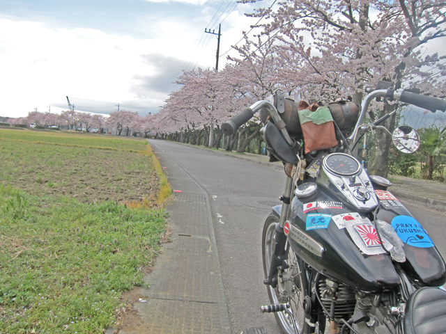 老桜と麻雀の音【for Rideコラム】
