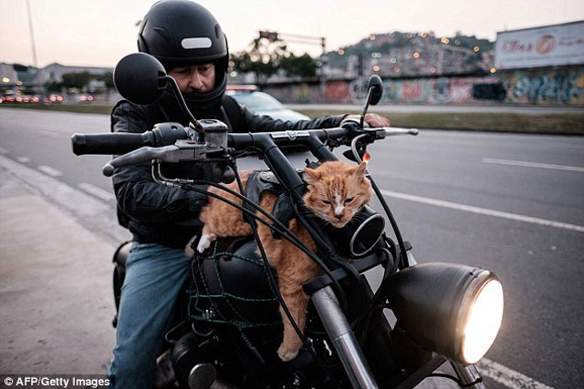 リアルどこでもいっしょ 猫を載せてツーリングするとこうなる バイクを楽しむショートニュースメディアforride フォーライド