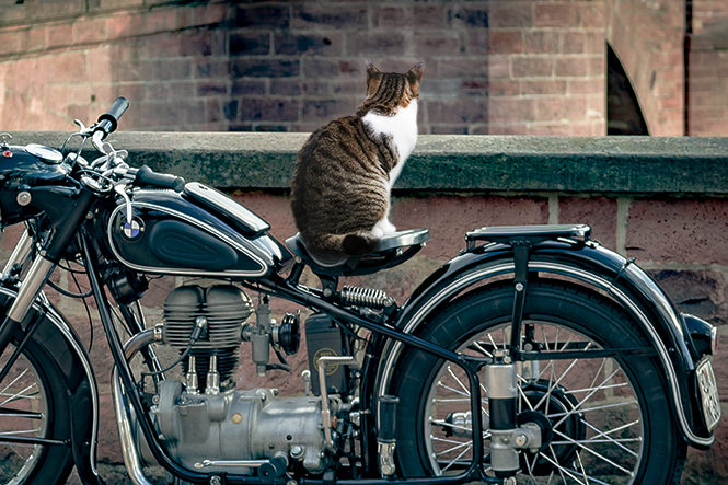 猫オンザバイク…かわいいけど退いてくれぇ！猫にバイクを乗っ取られない方法とは