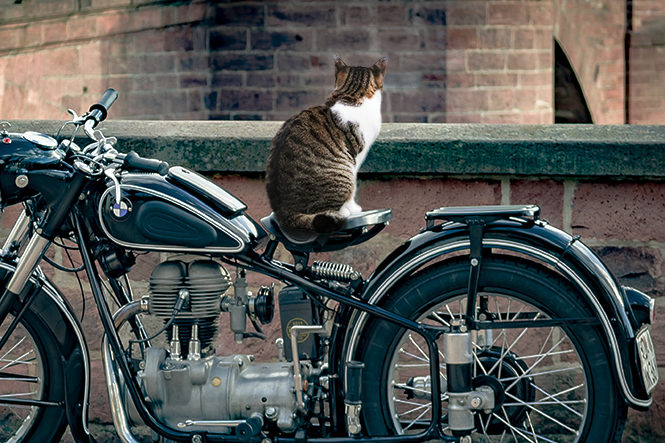 猫オンザバイク かわいいけど退いてくれぇ 猫にバイクを乗っ取られない方法とは バイクを楽しむショートニュースメディアforride フォーライド